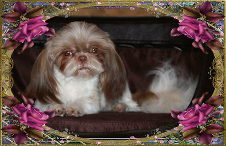Katie, Liver & White, Liver & Chocolate factor, Lines from Jofin, Seng Fu', & Tink Voss - Chinese Imperial Shih Tzu